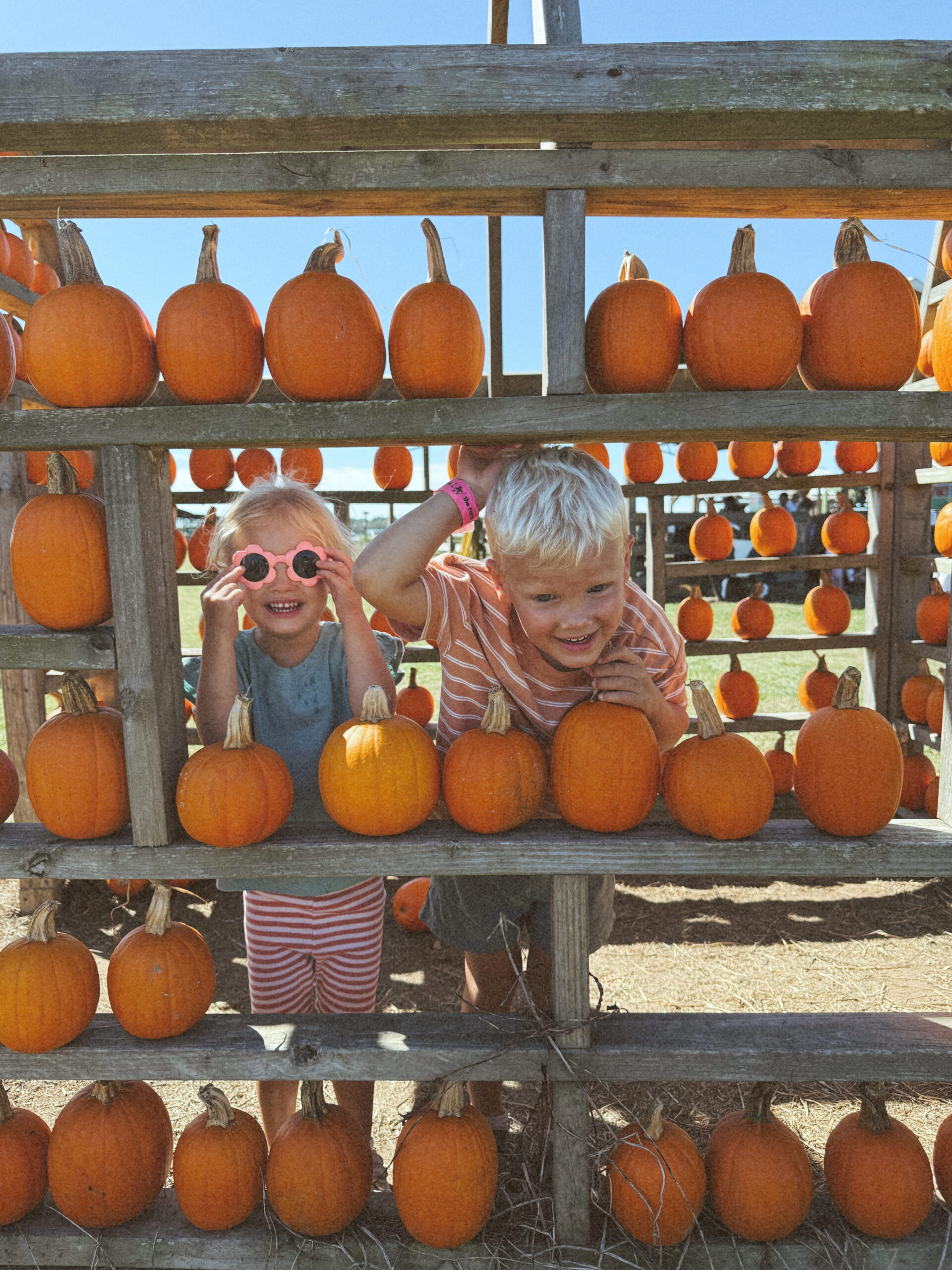 Sweet Season Farms pumpkin patch corn maze, Milton FL