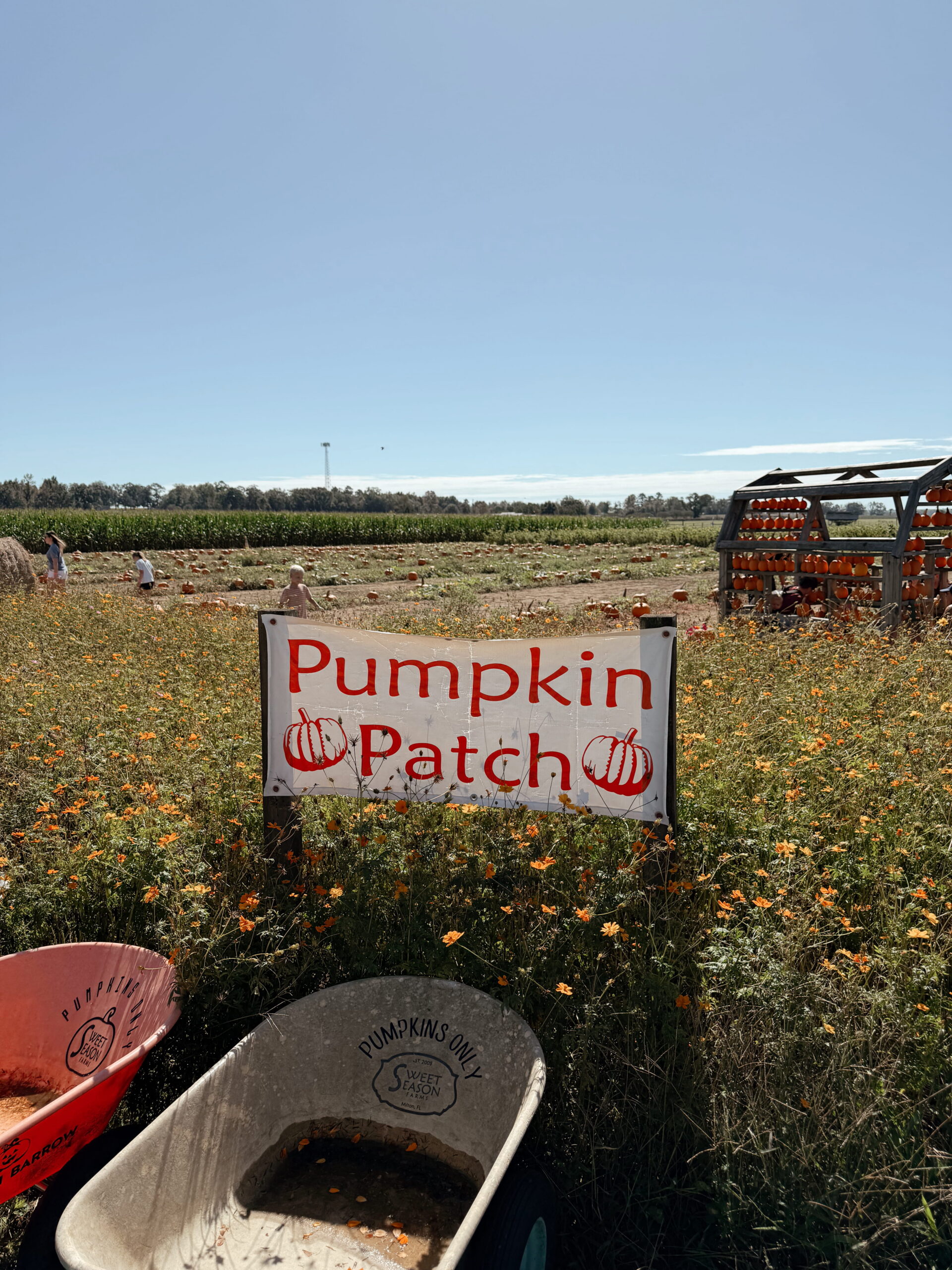 Sweet Seasons pumpkin patch in Milton, Florida